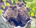 _4SB2430 great-horned owlets